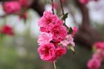 娇艳垂枝桃花绽放