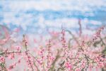 粉色桃花