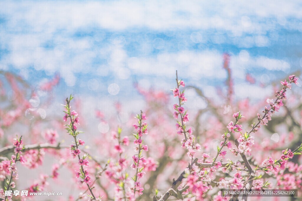 粉色桃花
