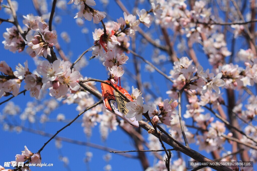 白色桃花