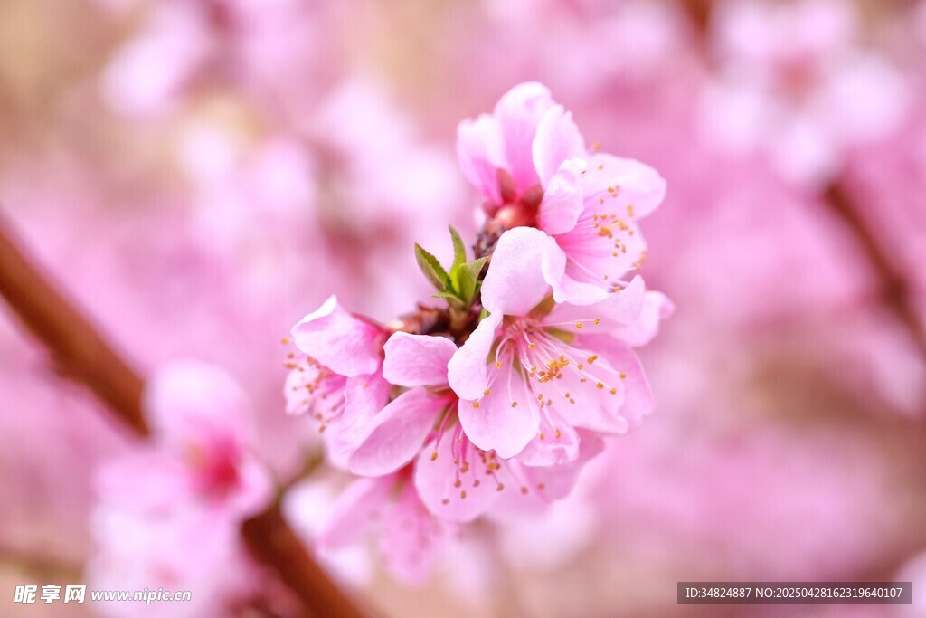 粉色娇艳桃花