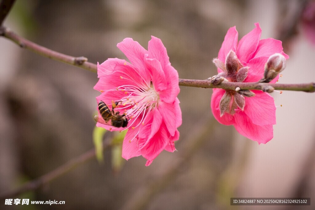 粉色桃花