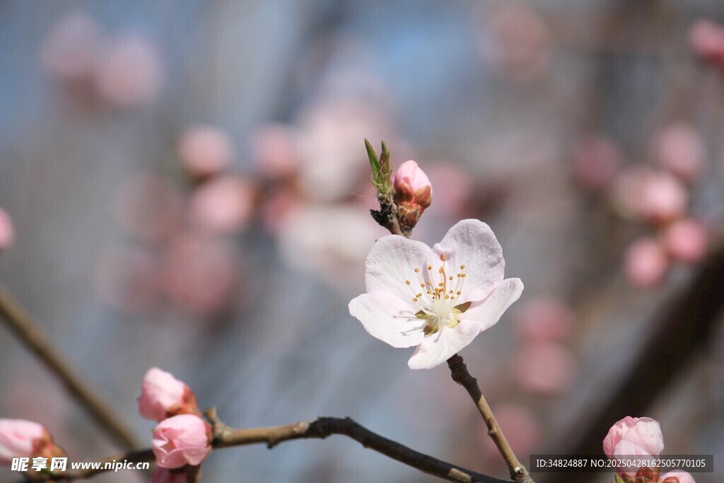 桃花