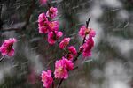 雨中绽放的娇艳粉色梅花