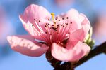 娇艳桃花绽放枝头