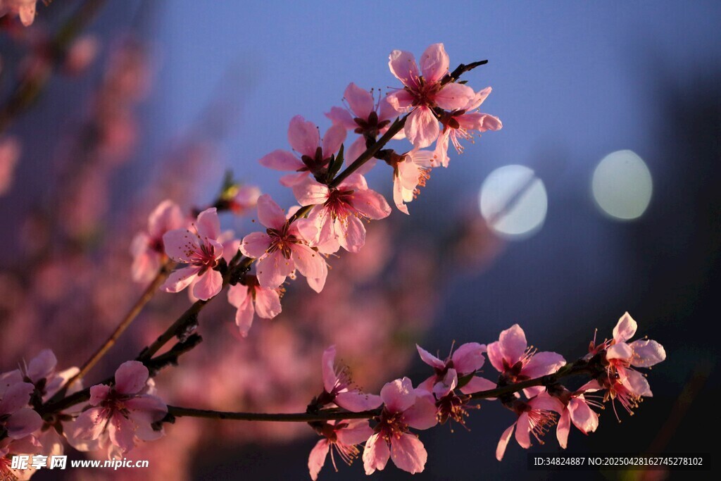 粉色桃花