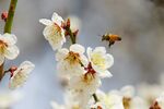 蜜蜂采蜜于绽放白梅间