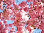 烂漫樱花绽放枝头
