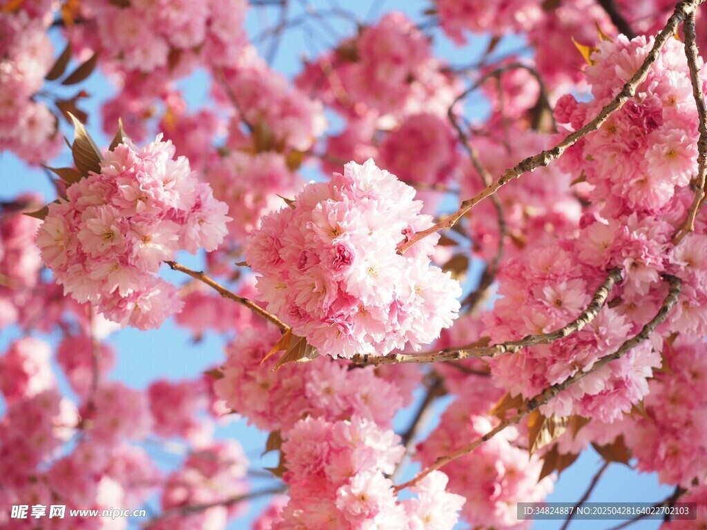 烂漫樱花绽放枝头
