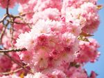烂漫樱花绽放枝头