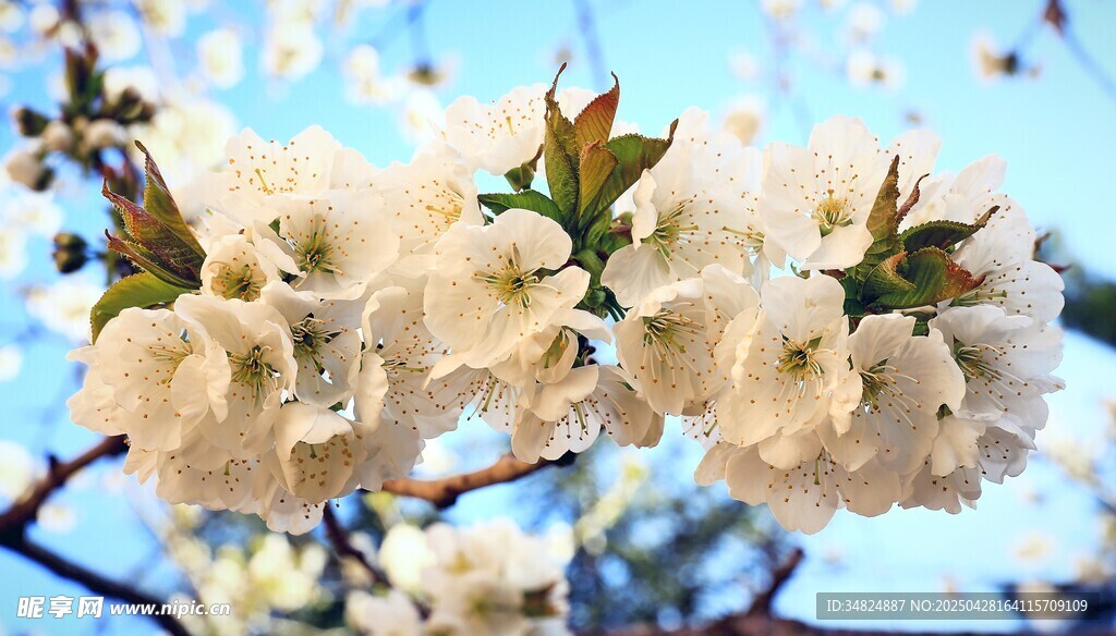 春日绽放的洁白樱花