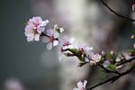 烂漫的樱花