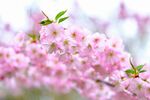 烂漫粉色樱花绽放枝头