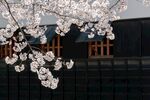 樱花掩映下的古朴建筑