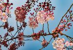 烂漫的樱花