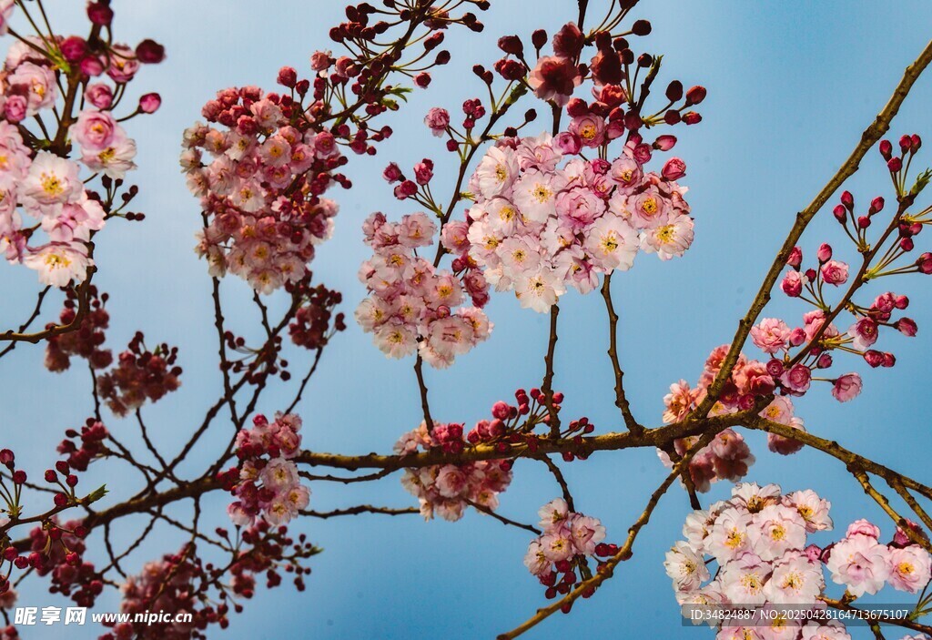 烂漫的樱花