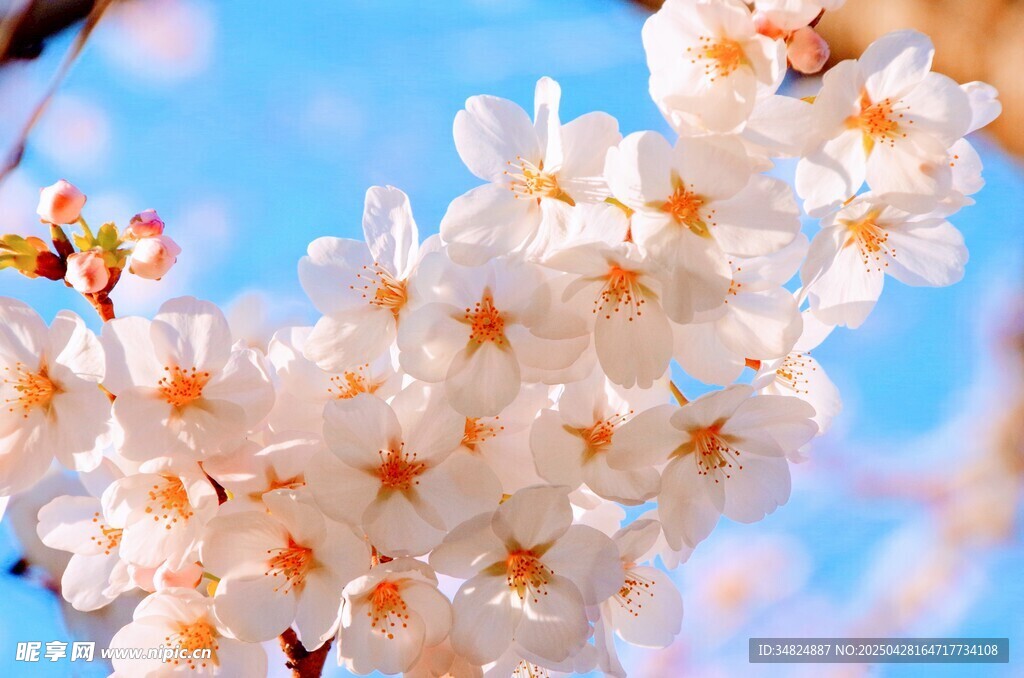 烂漫的樱花