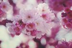 烂漫的樱花