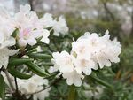 烂漫的樱花