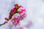 枝头绽放的粉嫩樱花