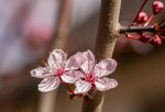 娇艳樱花绽放枝头