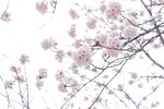 绽放的粉嫩樱花