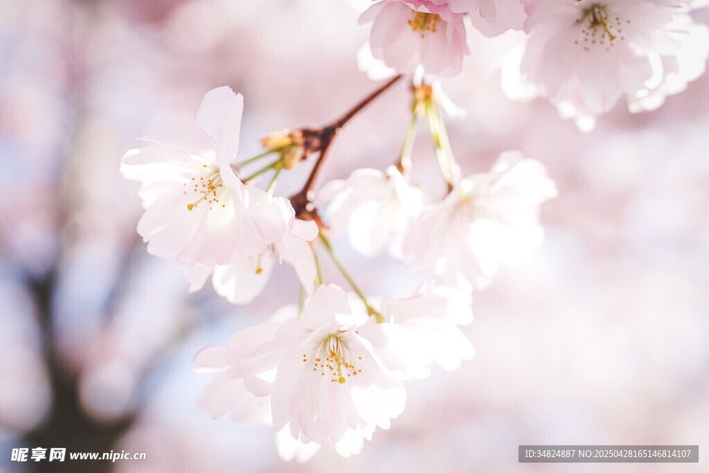 春日烂漫樱花枝头绽放