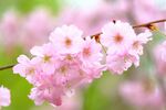 粉嫩樱花绽放