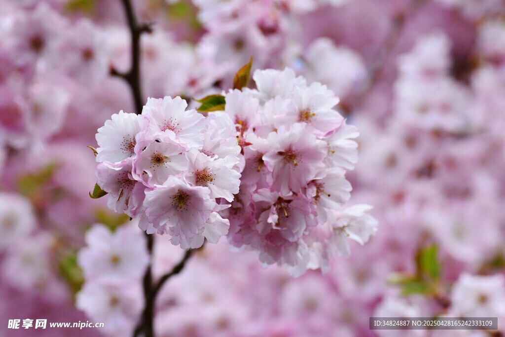 粉嫩樱花绽放