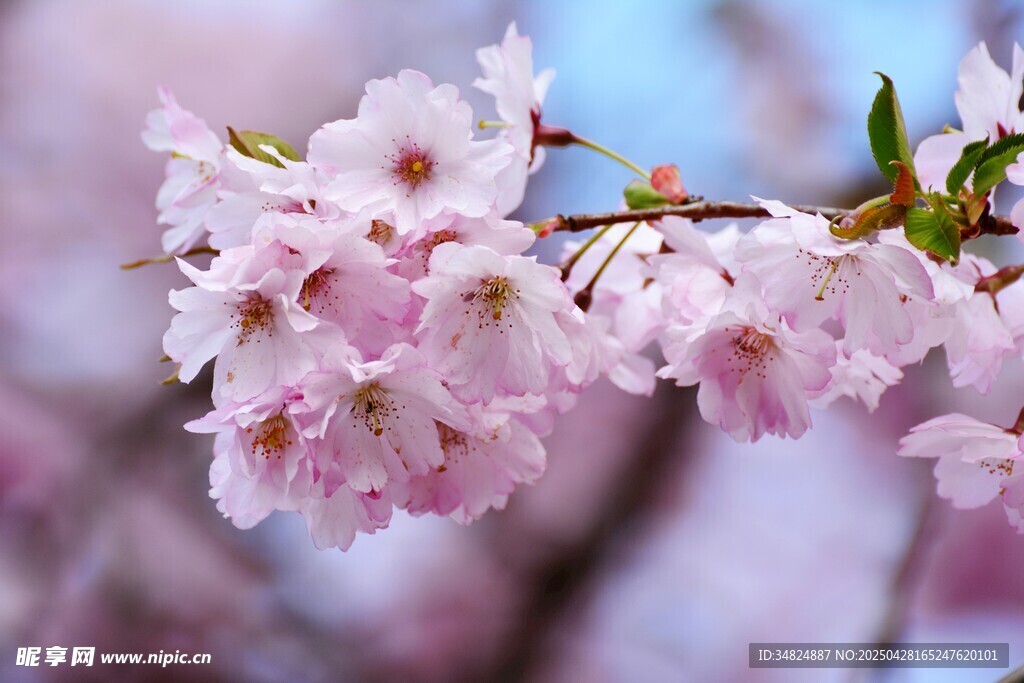 粉嫩樱花绽放