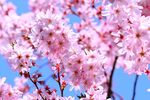 粉嫩樱花绽放