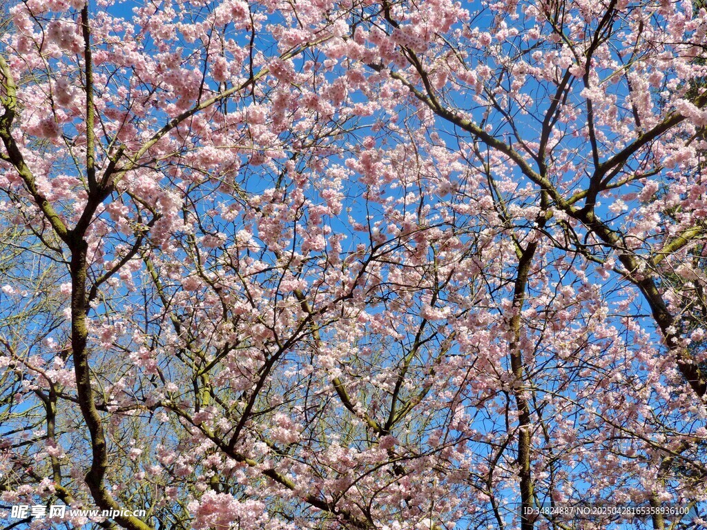 春日烂漫樱花树