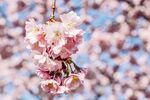 粉嫩樱花绽放