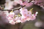 粉嫩樱花绽放
