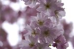 烂漫樱花绽放