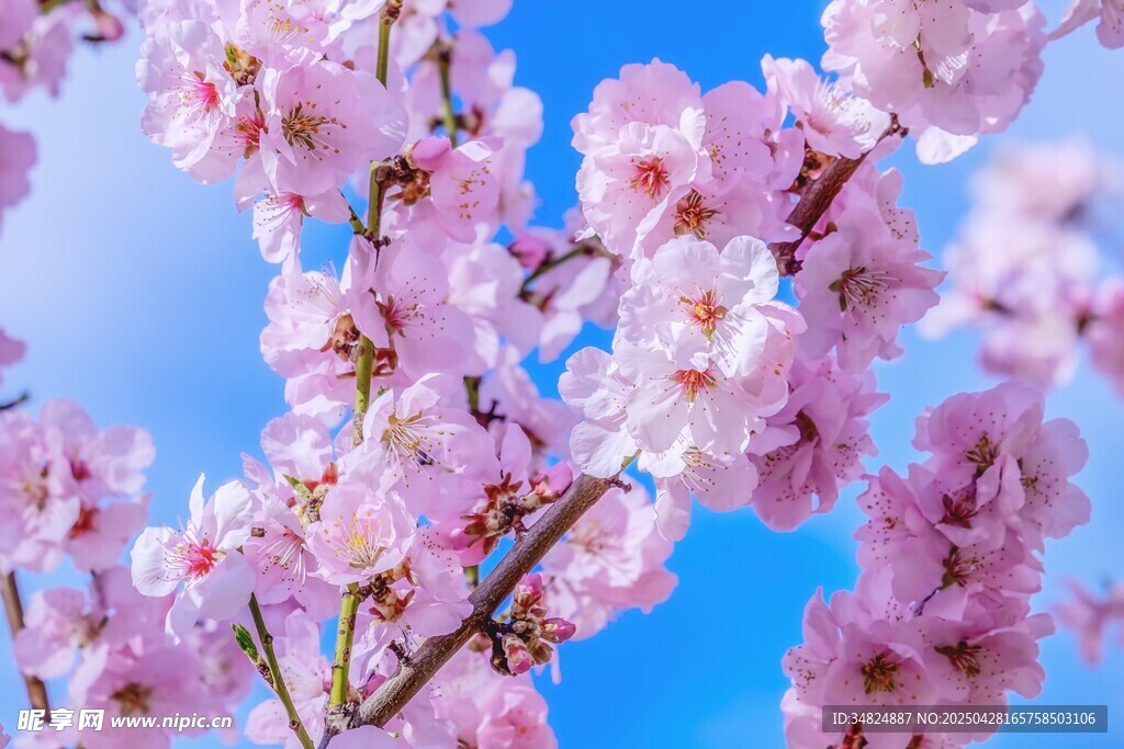 春日烂漫樱花绽放枝头
