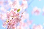 春日烂漫樱花枝头绽放