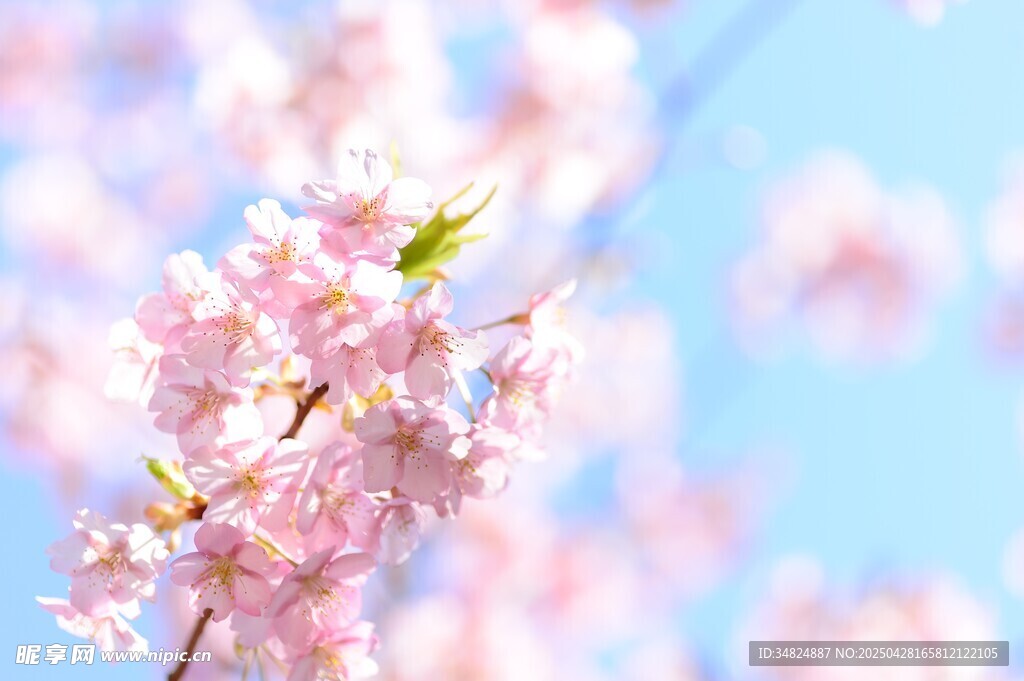春日烂漫樱花枝头绽放