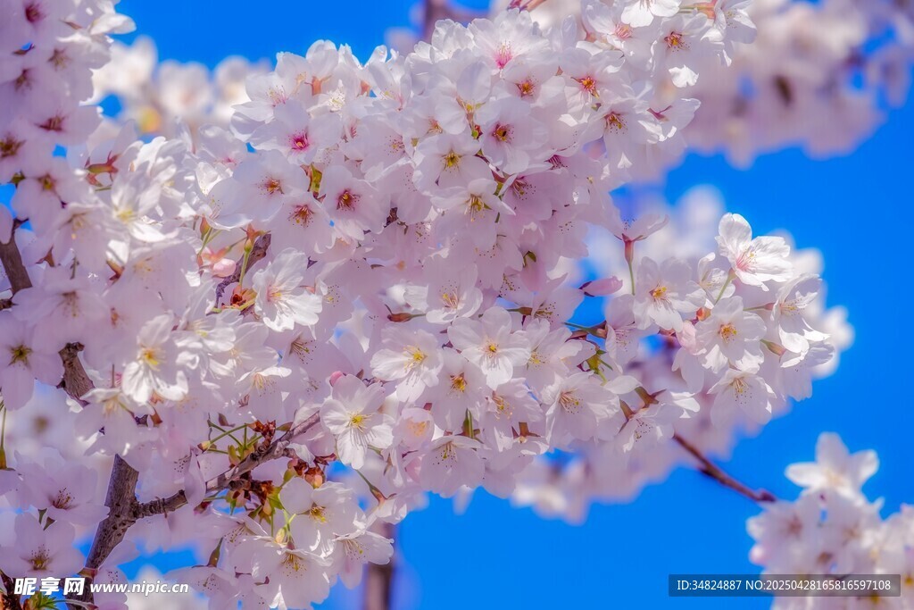 蓝天映衬下的烂漫樱花