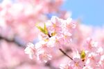 烂漫樱花枝头绽放