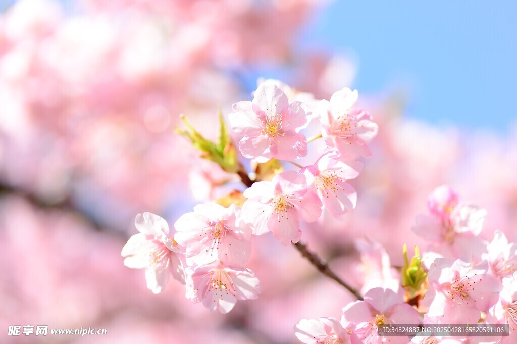 烂漫樱花枝头绽放