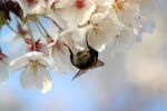 蜜蜂采蜜于烂漫樱花间