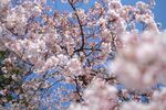春日烂漫樱花绽放枝头