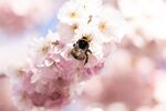 蜜蜂采蜜于烂漫樱花间