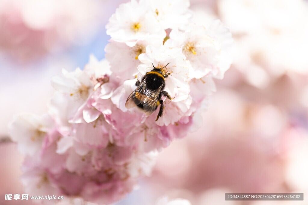 蜜蜂采蜜于烂漫樱花间
