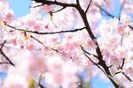 春日烂漫樱花枝头绽放