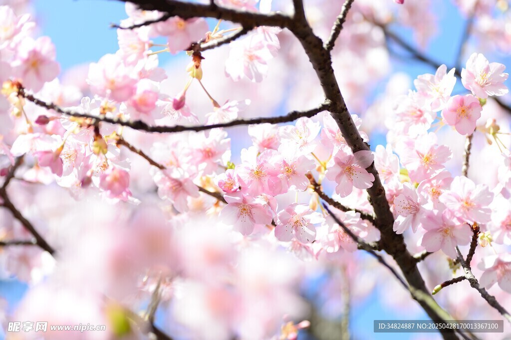 春日烂漫樱花枝头绽放