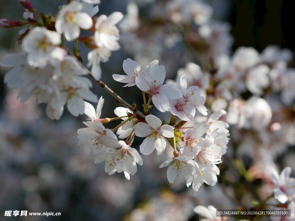 绽放的美丽樱花花朵
