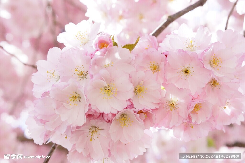 烂漫粉色樱花绽放枝头