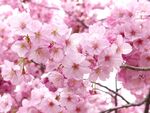 烂漫粉色樱花绽放枝头